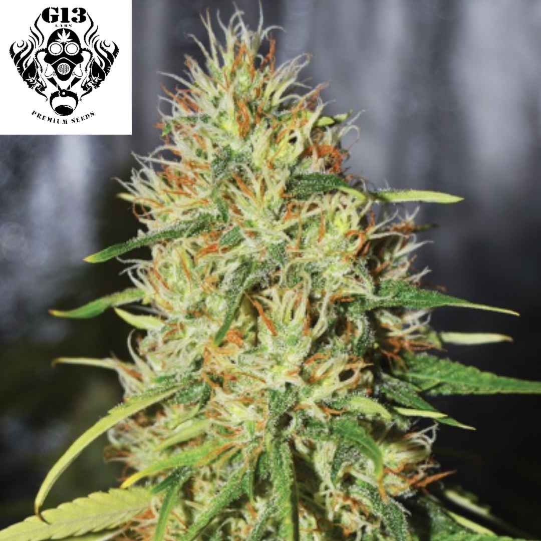 Reife Double Black Cannabisblüte mit dichten harzigen Buds, orangefarbenen Pistillen und grünen Blättern