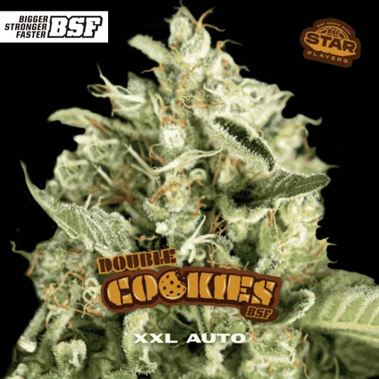 Harzige Blüte von Auto Double Cookies mit kompakten Buds, dichter Trichombeschichtung und feinen orangefarbenen Blütenfäden