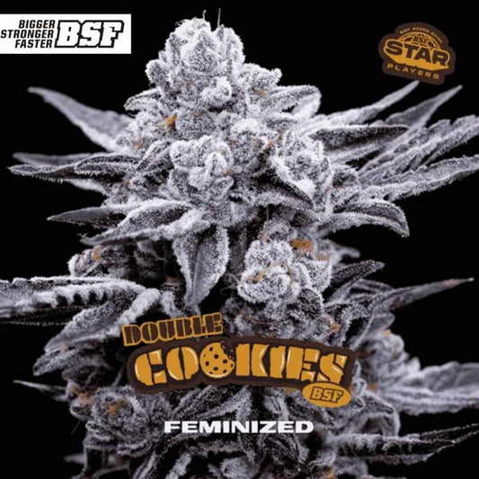 Double Cookies Cannabisblüte mit extrem dichter Harzschicht und kompakten Buds, feminisierte Sorte von BSF Seeds