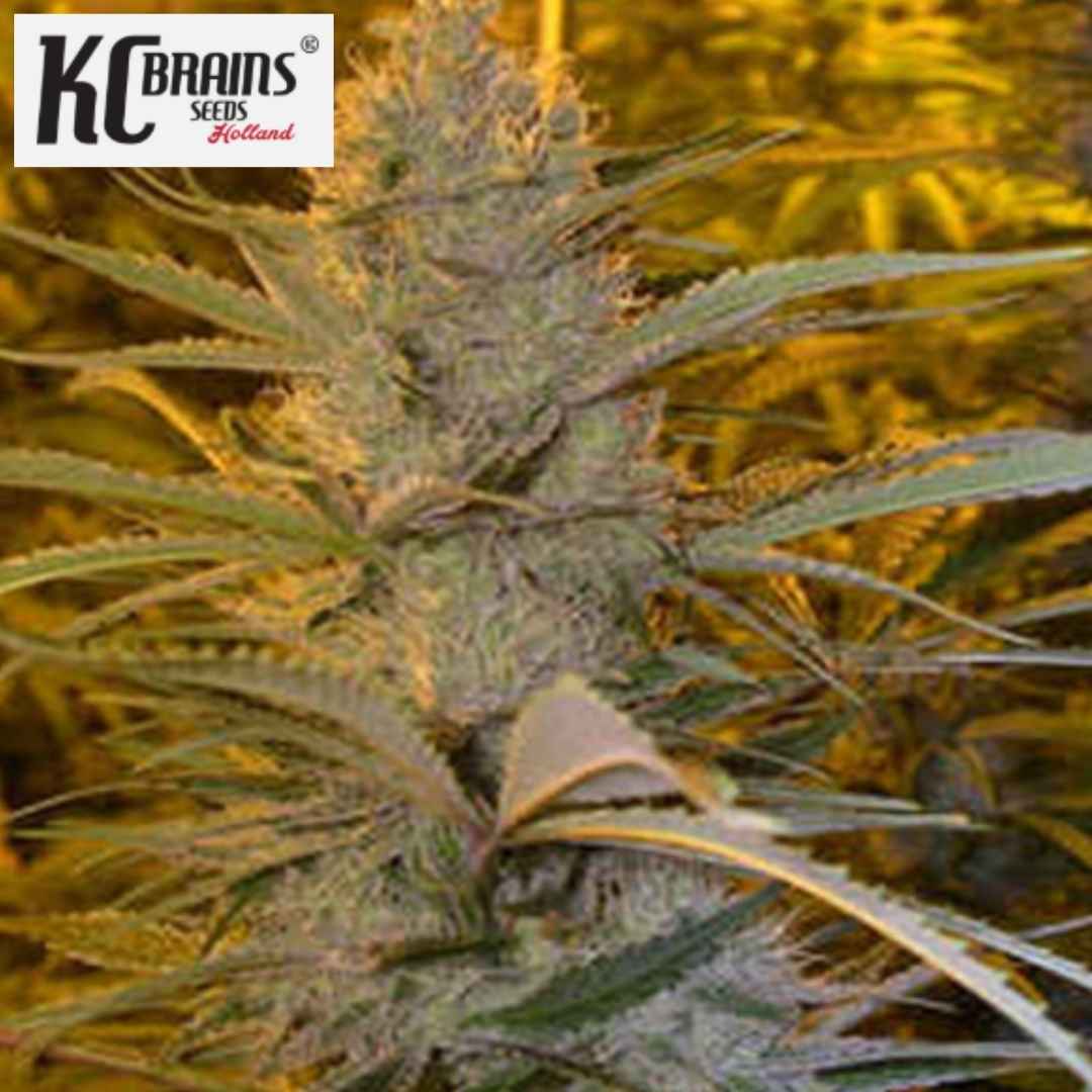 Double D Cannabisblüte mit dichten Trichomen und schmalen grünen Blättern