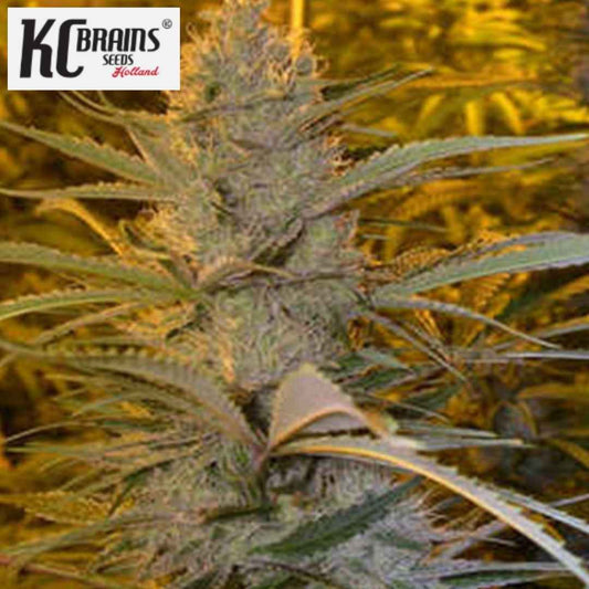 Double D Cannabisblüte mit dichten Trichomen und schmalen grünen Blättern