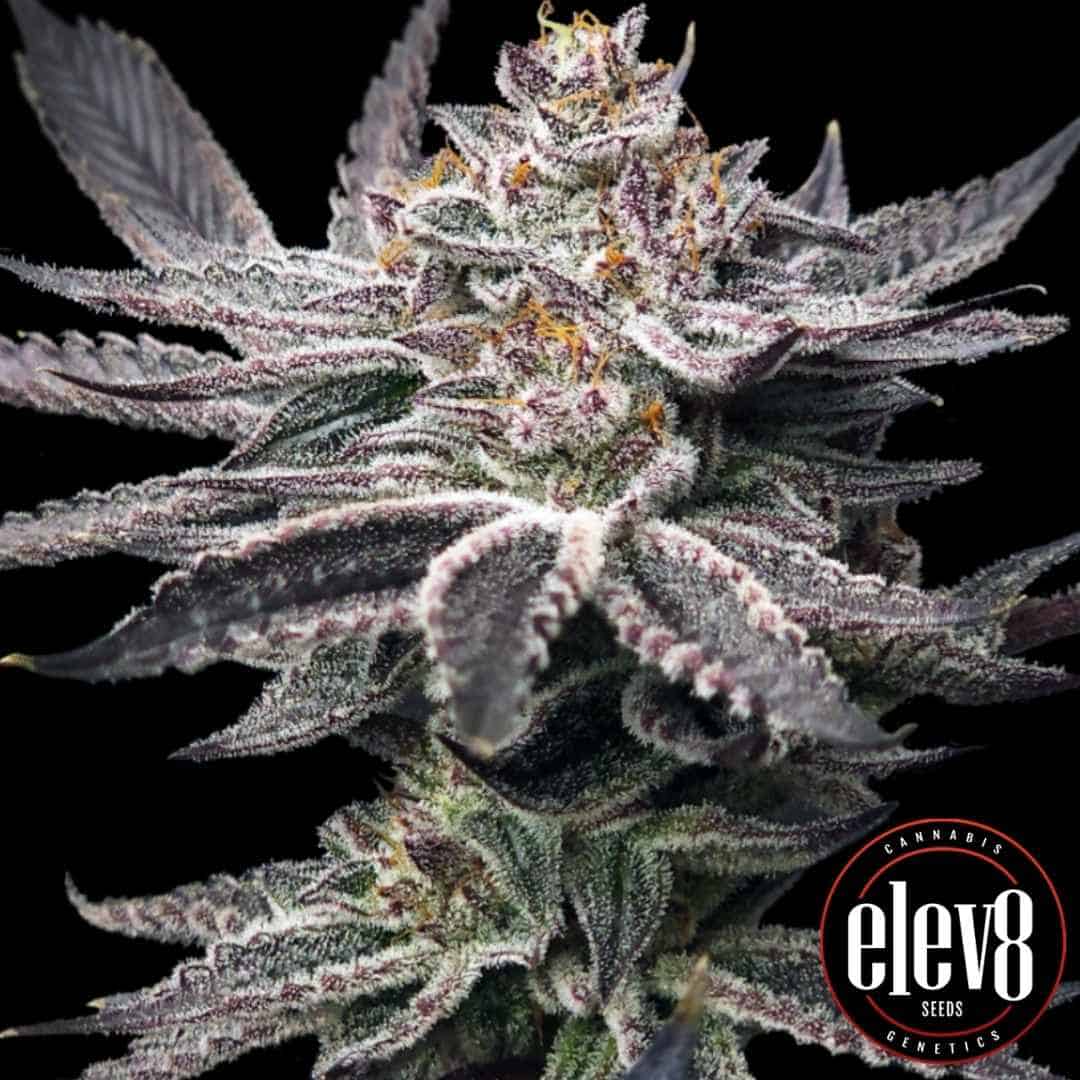 Double Dunked Blüte mit dichten frostigen Trichomen und violetten Zuckerblättern