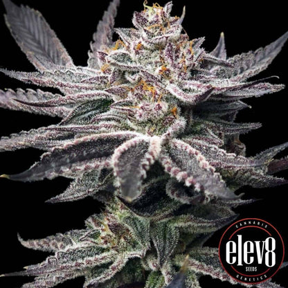 Double Dunked Blüte mit dichten frostigen Trichomen und violetten Zuckerblättern