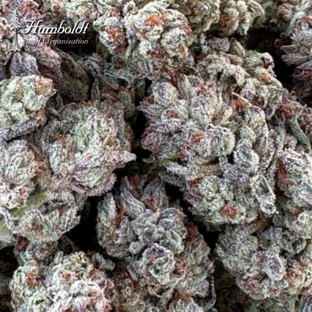 Harzige Double Fire Headband Blüten mit dichten, frostigen Buds und orangefarbenen Härchen