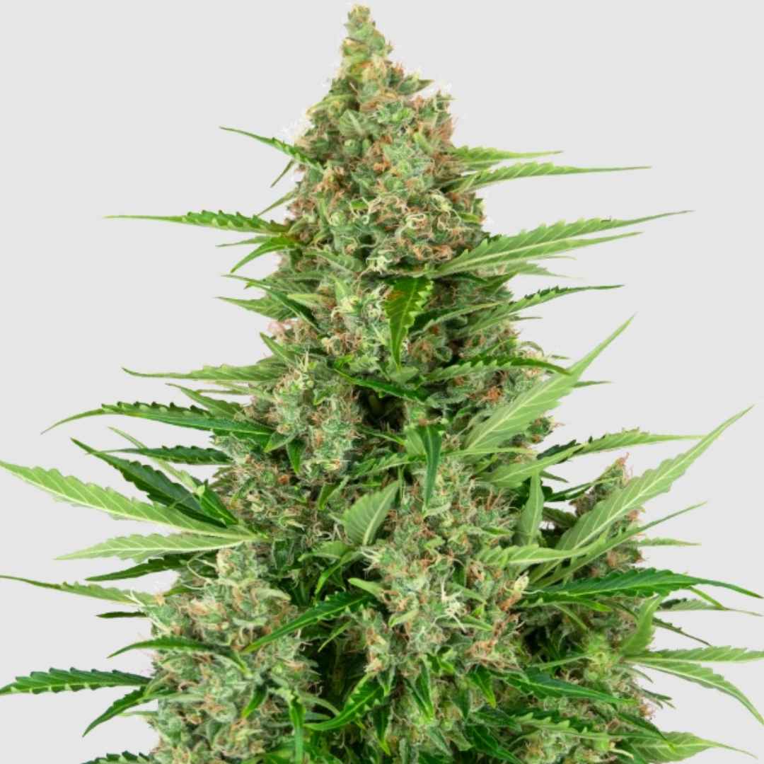 Double Kush Cake Cannabispflanze in voller Blüte mit dichten, harzigen Buds