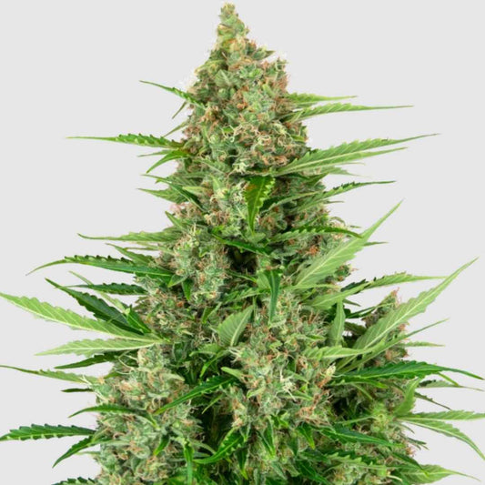 Double Kush Cake Cannabispflanze in voller Blüte mit dichten, harzigen Buds