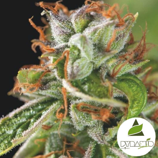 Double OG Haze (Pyramid Seeds) Feminisiert