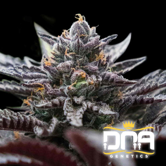 Nahaufnahme einer Double Stuffed Sorbet Blüte mit violetten Kristallen und orangefarbenen Blütenhaaren