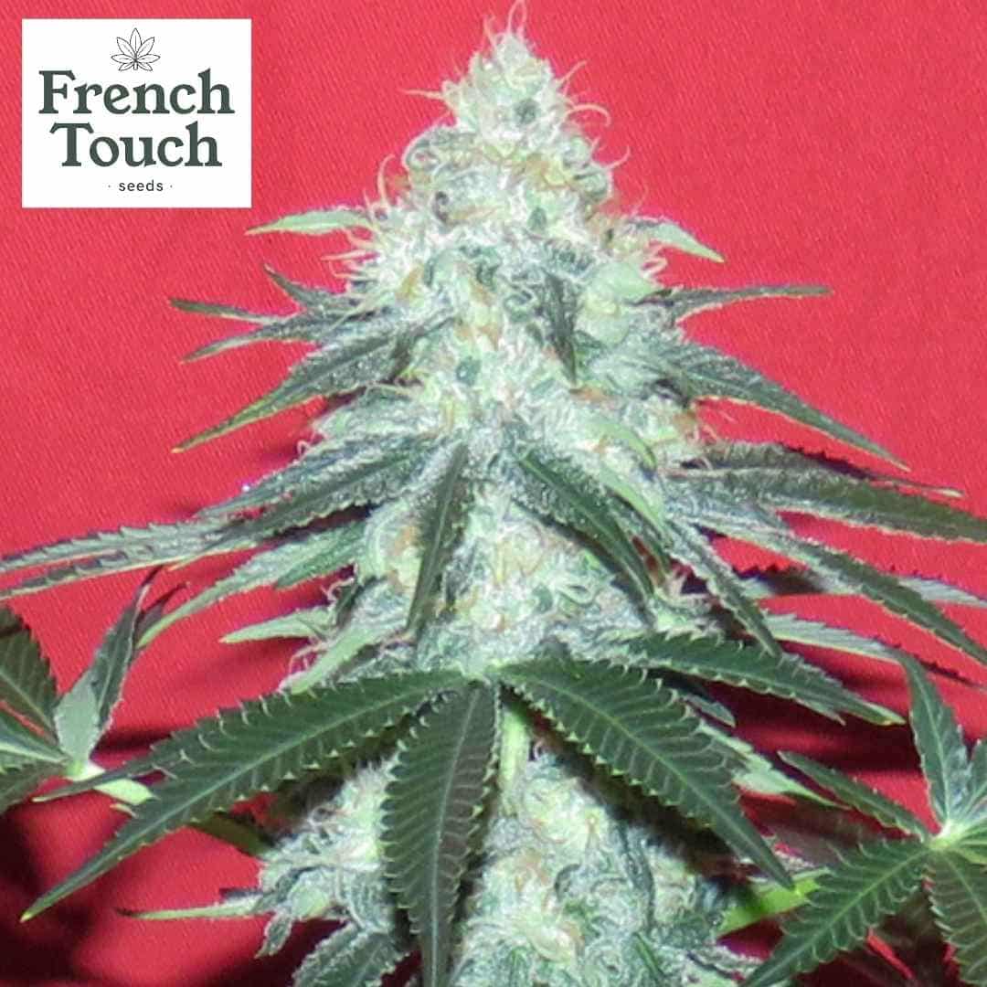 Auto Douce Nuit Cannabissamen Blüte mit dichten, harzreichen Buds und kompaktem Indica-Wuchs