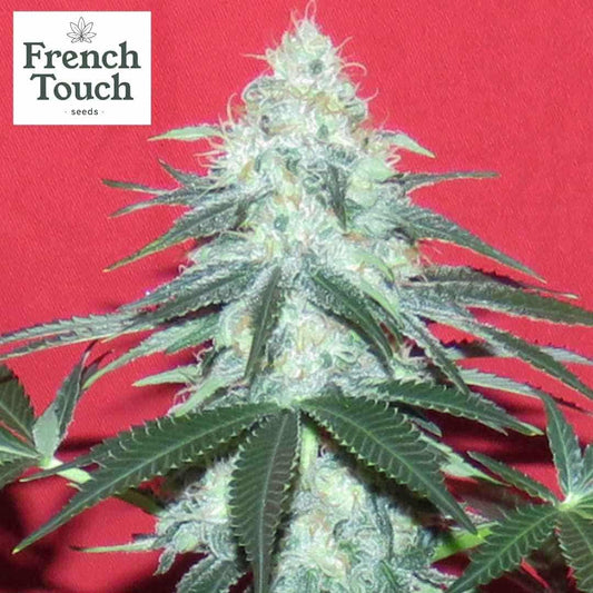 Auto Douce Nuit Cannabissamen Blüte mit dichten, harzreichen Buds und kompaktem Indica-Wuchs