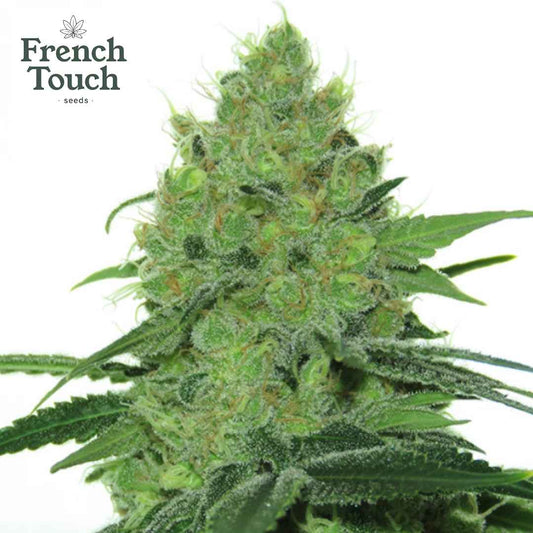 Douce Nuit Cannabisblüte mit dichten grünen Buds, feinen Harzkristallen und orangefarbenen Härchen