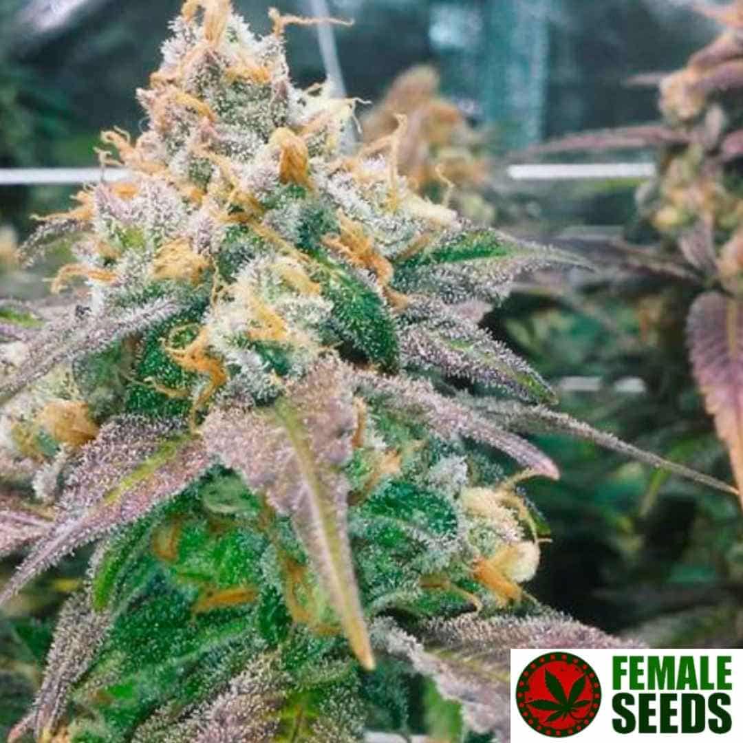 Dream Berry Blüte mit dichten Buds und harzreichen Trichomen von Female Seeds