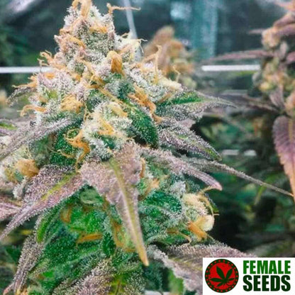 Dream Berry Blüte mit dichten Buds und harzreichen Trichomen von Female Seeds