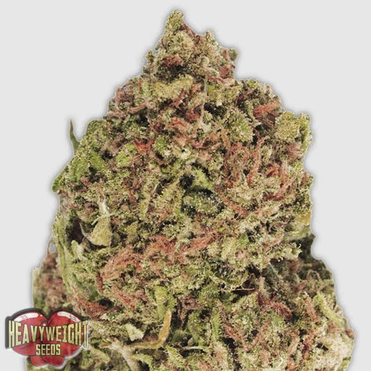 Dream Machine Blüte mit dichten Buds, orangefarbenen Härchen und harzreichen Trichomen