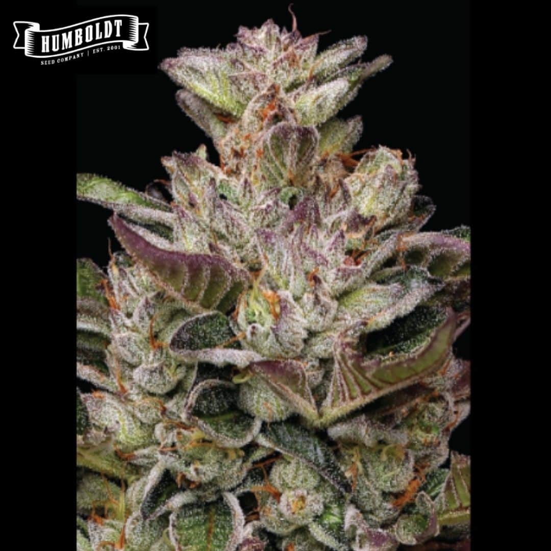 Dream Queen Blüte mit dichten Trichomen, violetten Blättern und orangefarbenen Blütenfäden