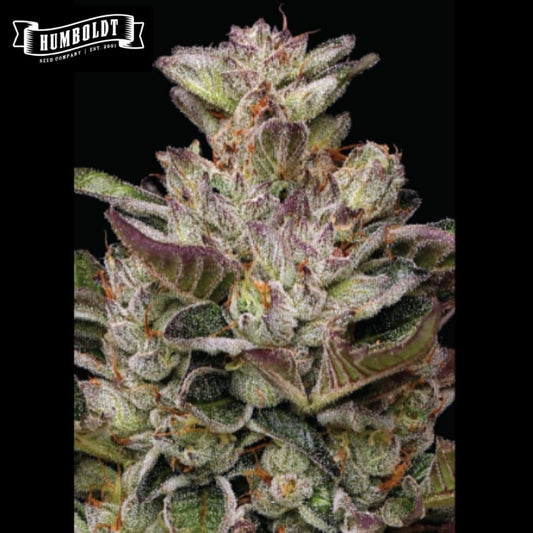 Dream Queen Blüte mit dichten Trichomen, violetten Blättern und orangefarbenen Blütenfäden