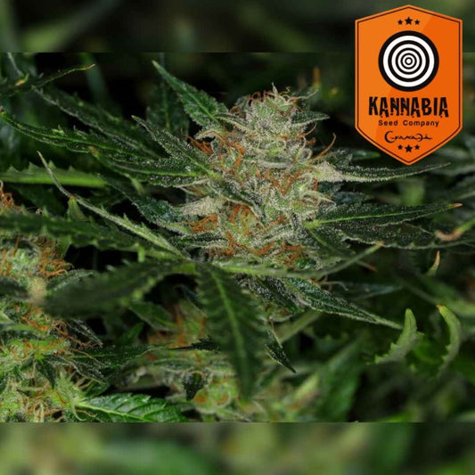 Dream Sherbet Auto Bud mit dichten Harztrichomen und orangefarbenen Blütenhärchen