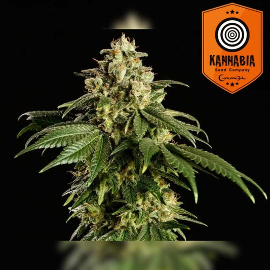 Dream Sherbet Bud mit dichten, harzreichen Blüten und kräftigen grünen Blättern
