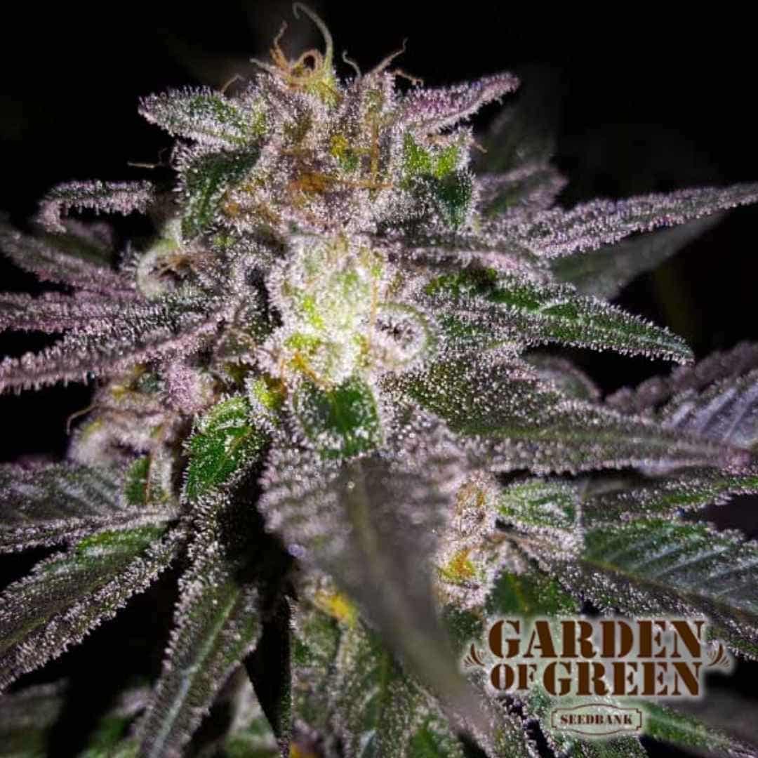 Dubble Bubble Blüte mit dichten Trichomen und violettgrünen Zuckerblättern