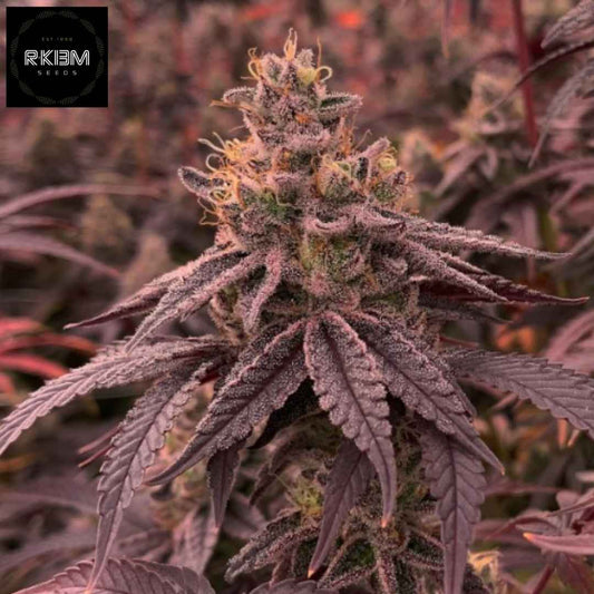 DullButter Cannabis Blüte mit lila Blättern und dichter Harzschicht, kompakter Bud mit sichtbaren Trichomen