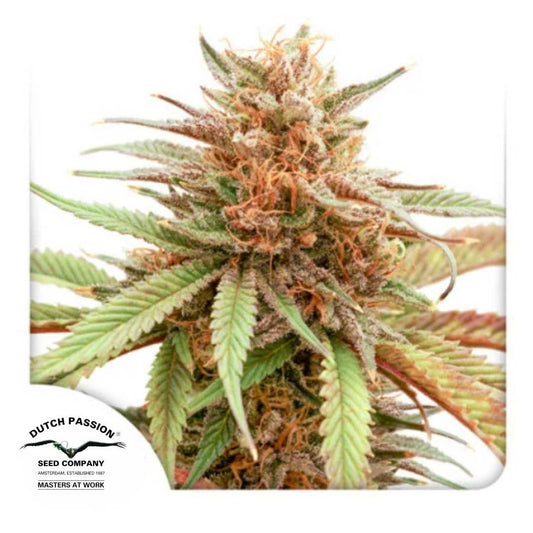 Durban Dew Blüte mit dichten Buds, orangefarbenen Härchen und harzigen Kristallen von Dutch Passion