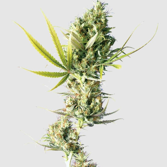 Durban Blütenstand mit dichten, harzigen Buds und schlanken, gezackten Blättern