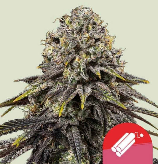 Dynamite Diesel feminisierte Sorte mit violett schimmernden, harztriefenden Blütenständen und gelben Stempeln