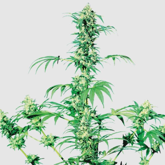 Fruity Juice Regular Blüte mit harzigen, orange behaarten Buds