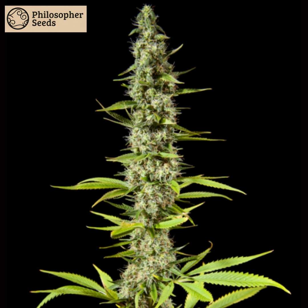 Early Maroc Cannabis Pflanze mit langer Hauptcola und dichten harzigen Blüten in der Blütephase