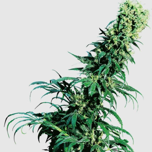 Early Pearl (Sensi Seeds) Regular