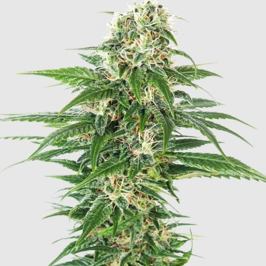 Early Skunk Pflanze mit kompakter, harzreicher Blüte und orangefarbenen Stempeln