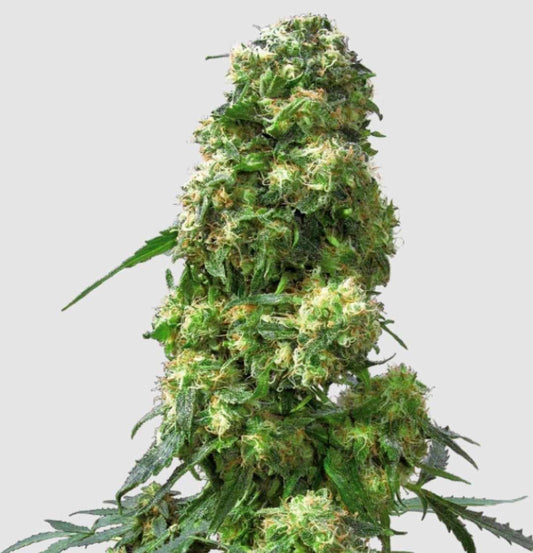 Kompakte, harzreiche Early Skunk Regular Blüte mit dichten grünen Kelchen und orangefarbenen Blütenhaaren