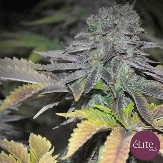 Early Widow Cannabisblüte mit harzigen Trichomen und violett-grünen Blättern