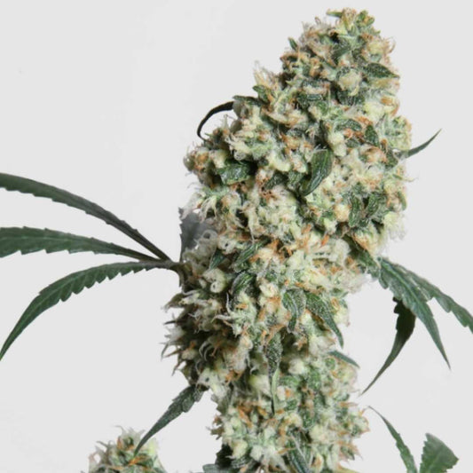 Ed Rosenthal Super Bud Regular – dichte, harzreiche Blütentraube mit grünen Blättern und orangefarbenen Stempeln