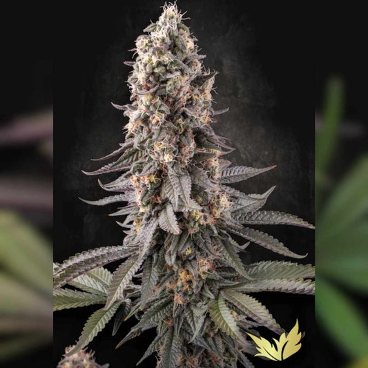 Dichte El Dorado OG Blüte mit violettgrünen Blättern, orangen Härchen und dicker Harzschicht.