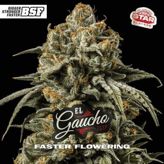 El Gaucho Cannabisblüte mit dichten, harzigen Buds, orangefarbenen Stempeln und kompaktem Wuchs, Faster Flowering Genetik
