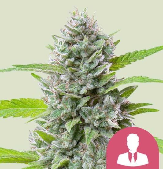 Dicht bewachsener El Patron Bud mit dicker Harzschicht und hellgrünen Zuckerblättern.