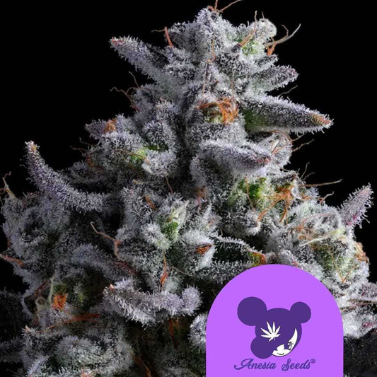 Elementz Cannabisblüte mit dichten, frostigen Trichomen und leuchtend orangefarbenen Blütenfäden