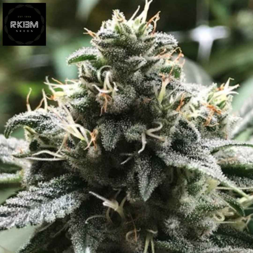 Eli Cannabis Blüte mit dichter Struktur, harziger Oberfläche und hellen Pistillen