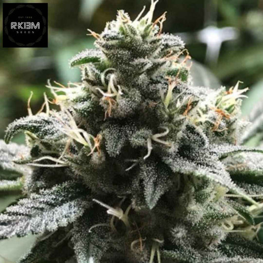 Eli Cannabis Blüte mit dichter Struktur, harziger Oberfläche und hellen Pistillen