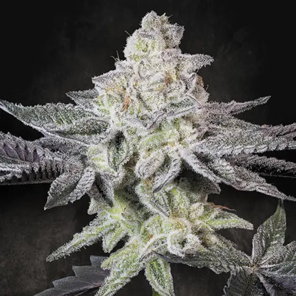 Emerald Envy (Paradise Seeds) Feminisiert