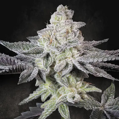 Emerald Envy (Paradise Seeds) Feminisiert