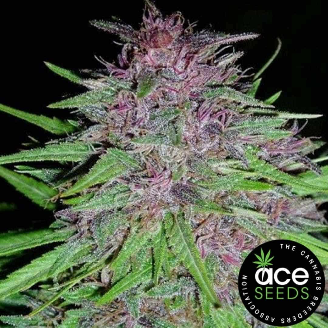 ErdPurt Blüte mit violetten Tönen und harzigen Trichomen