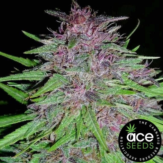 ErdPurt Blüte mit violetten Tönen und harzigen Trichomen