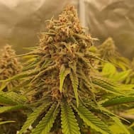 Reife Cannabisblüte mit dichtem Trichom-Belag in dunklem Trocknungsraum, ready für die Curing-Phase.