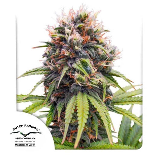 Euforia Blüte mit dichten Buds, orangefarbenen Härchen und harzreicher Struktur von Dutch Passion.