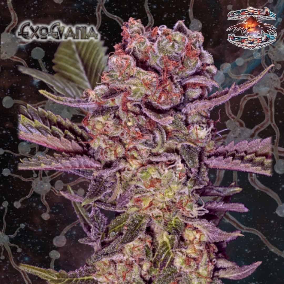 ExoEvania Cannabisblüte mit violetten Zuckerblättern, orangefarbenen Blütenfäden und frostigen Trichomen