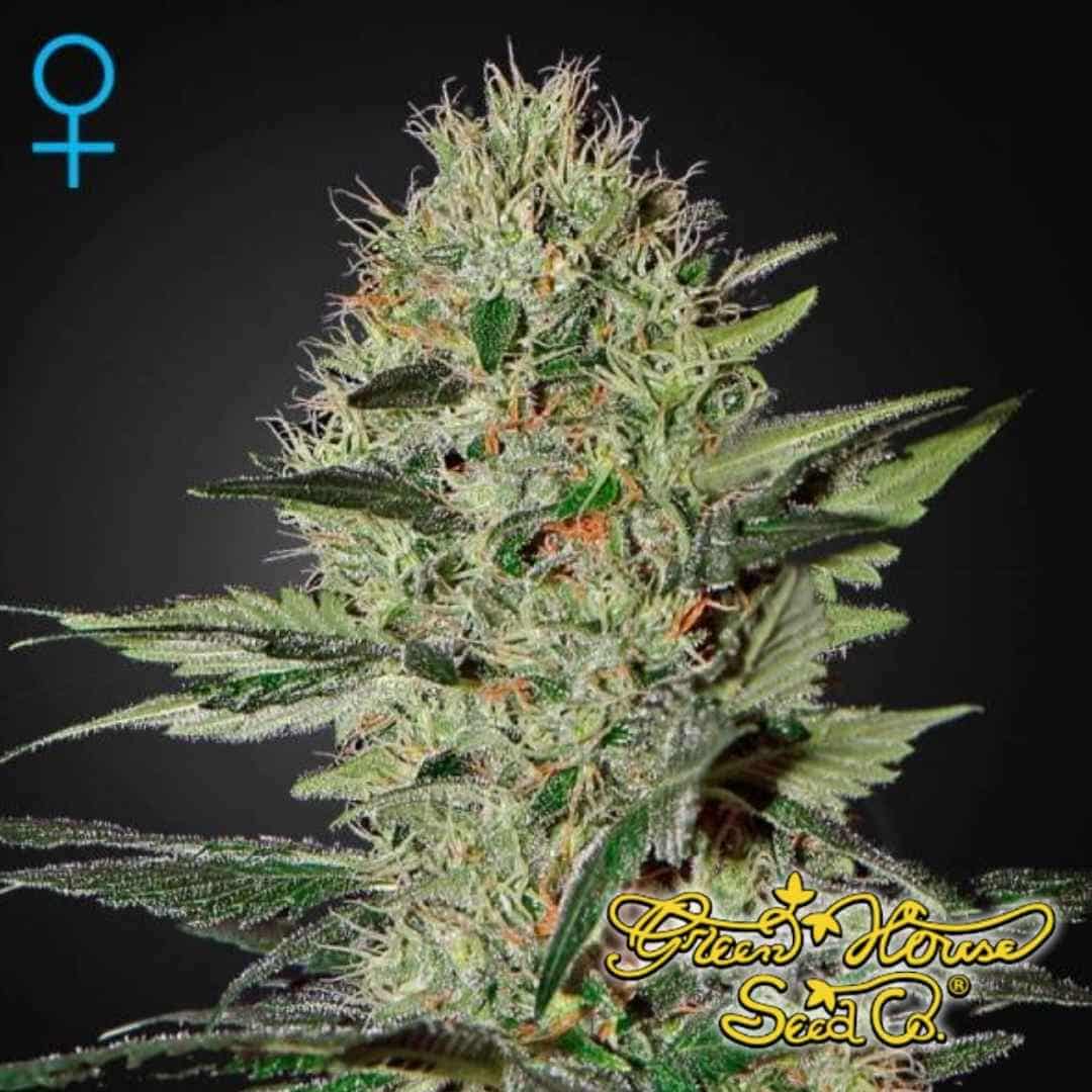 Exodus Cheese Auto mit kompakter Hauptblüte, dichten Buds, vielen Trichomen und sichtbaren orangefarbenen Stempeln