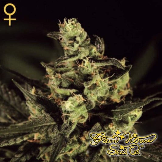 Exodus Cheese Blüte mit dichten, harzigen Buds und orangefarbenen Stempeln, typisch für diese klassische Cheese-Genetik