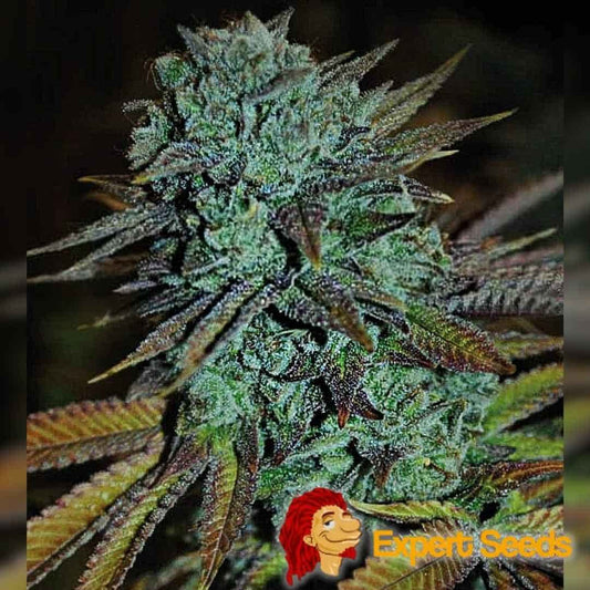 Nahaufnahme einer harzreichen Expert Gorilla Blüte mit violett-grünen Blättern und dichten Kristallen.